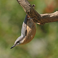 Buy canvas prints of Nuthatch - Sitta europaea by Ant Marriott