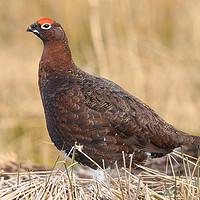 Buy canvas prints of Red Grouse - Lagopus lagopus scotica by Ant Marriott