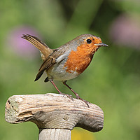 Buy canvas prints of Robin - Erithacus rubecula by Ant Marriott