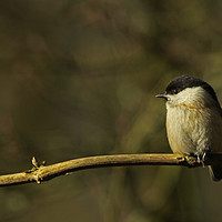 Buy canvas prints of Willow Tit - Poecile montanus by Ant Marriott