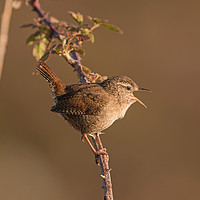 Buy canvas prints of Wren - Troglodytes troglodytes by Ant Marriott