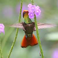 Buy canvas prints of Ruby-topaz Hummingbird - Chrysolampis mosquitus by Ant Marriott