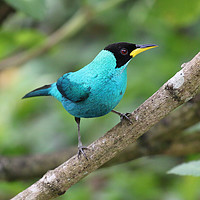 Buy canvas prints of Green Honeycreeper - Chlorophanes spiza by Ant Marriott