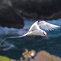 Buy canvas prints of Red-billed Tropicbird - Phaethon aethereus by Ant Marriott