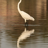 Buy canvas prints of Great Egret - Ardea alba (aka Great White Egret) by Ant Marriott