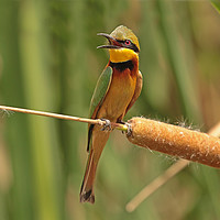Buy canvas prints of Little Bee-eater - Merops pusillus by Ant Marriott