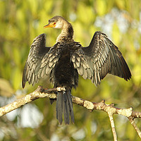 Buy canvas prints of Long-tailed Cormorant - Microcarbo africanus (aka  by Ant Marriott