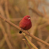 Buy canvas prints of Red-billed Firefinch - Lagonosticta senegala by Ant Marriott