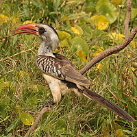 Buy canvas prints of Red-billed Hornbill - Tockus erythrorhynchus  by Ant Marriott