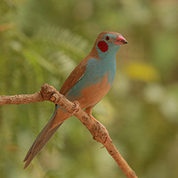 Buy canvas prints of Red-cheeked Cordon-bleu - Uraeginthus bengalus by Ant Marriott