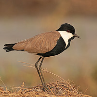 Buy canvas prints of Spur-winged Plover - Vanellus spinosus (aka Spur-w by Ant Marriott