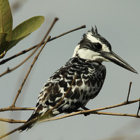 Buy canvas prints of Pied Kingfisher - Ceryle rudis by Ant Marriott
