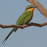 Buy canvas prints of Swallow-tailed Bee-eater - Merops hirundineus by Ant Marriott