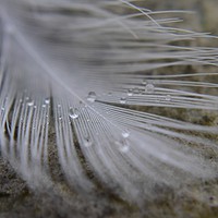 Buy canvas prints of Feather and Water droplets by Gemma Sellman