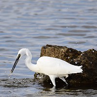 Buy canvas prints of Little Egret with Fish by Gemma Sellman