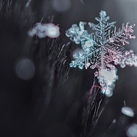 Buy canvas prints of Snowflake by Gemma Sellman