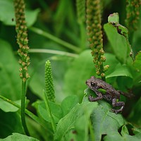 Buy canvas prints of Baby Toad by Gemma Sellman