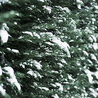 Buy canvas prints of Evergreen Hedgerow in Snow by Jodie Grover