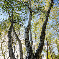 Buy canvas prints of Birches tree by Steffen Gierok-Latniak