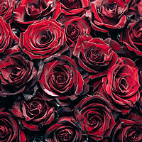 Buy canvas prints of Red Roses by Steffen Gierok-Latniak