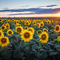 Buy canvas prints of Sunflower field by Steffen Gierok-Latniak