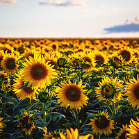 Buy canvas prints of Sunflower field by Steffen Gierok-Latniak