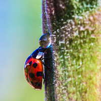 Buy canvas prints of The very thirsty ladybird by Dominic Shaw-McIver