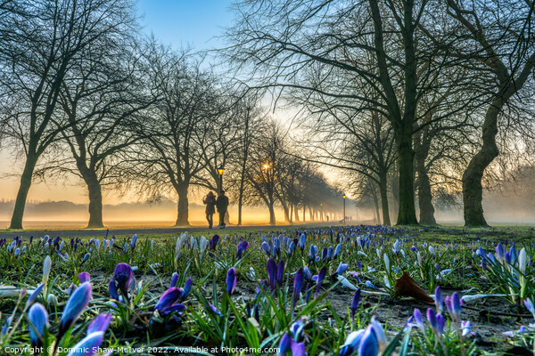 Crocuses at sunrise Picture Board by Dominic Shaw-McIver