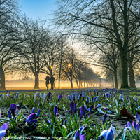 Buy canvas prints of Crocuses at sunrise by Dominic Shaw-McIver