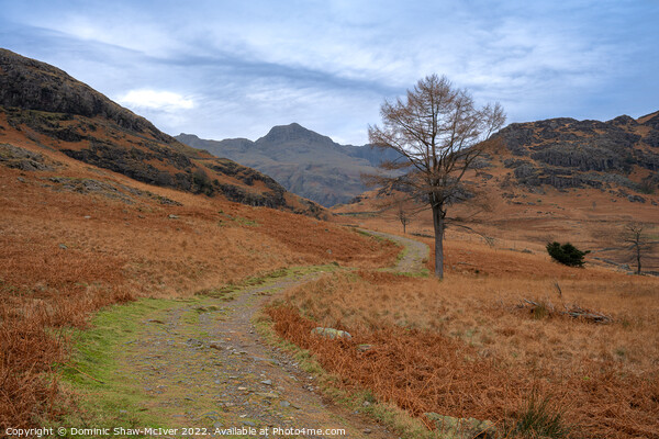 The path to Langdale Pikes Picture Board by Dominic Shaw-McIver
