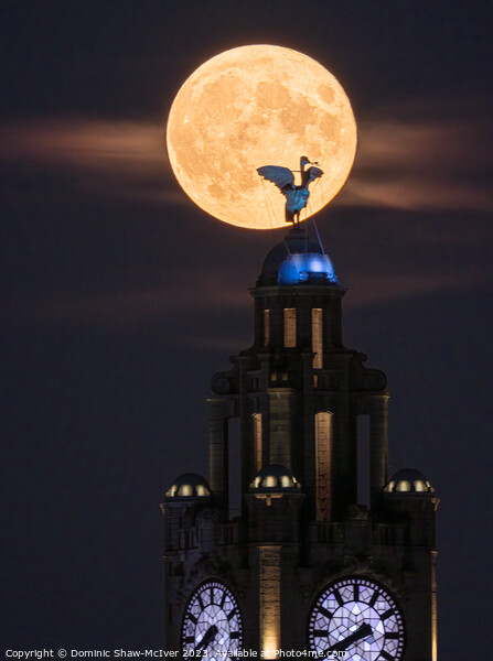 Liverbird Moonrise Picture Board by Dominic Shaw-McIver