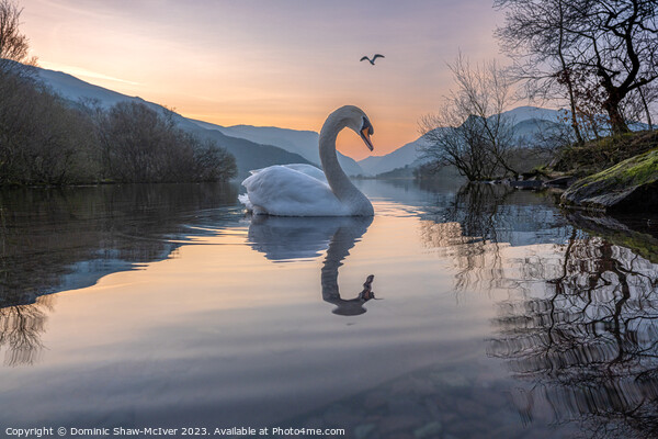 Swan Lake Picture Board by Dominic Shaw-McIver