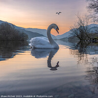 Buy canvas prints of Swan Lake by Dominic Shaw-McIver