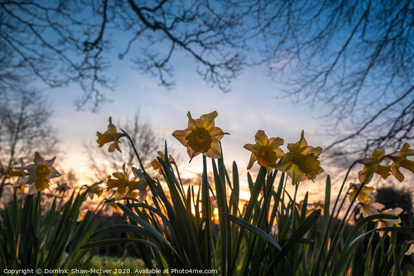 Daffs at dawn Picture Board by Dominic Shaw-McIver