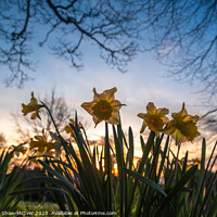 Buy canvas prints of Daffs at dawn by Dominic Shaw-McIver