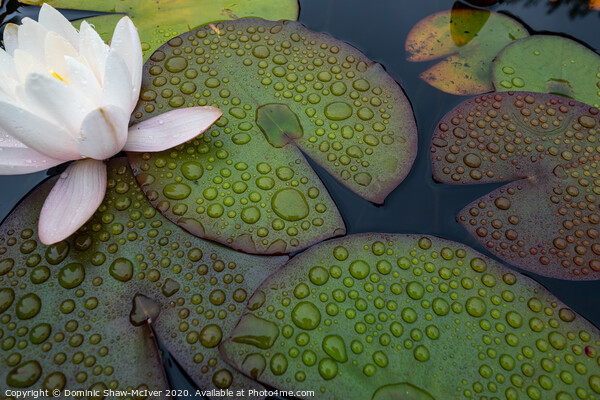 Lily pad droplets Picture Board by Dominic Shaw-McIver