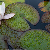 Buy canvas prints of Lily pad droplets by Dominic Shaw-McIver