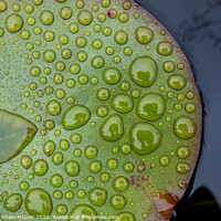 Buy canvas prints of Raindrops on lily pads by Dominic Shaw-McIver