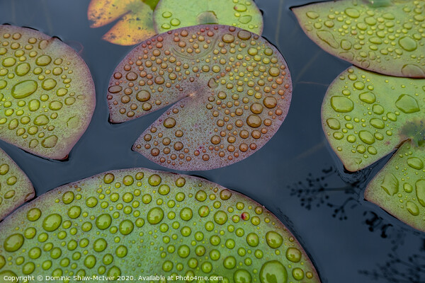 Raindrops on lily pads Picture Board by Dominic Shaw-McIver