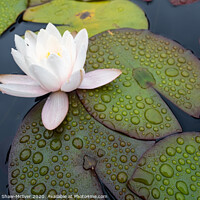 Buy canvas prints of Raindrops on lily pads by Dominic Shaw-McIver