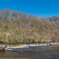 Buy canvas prints of Spring Sunshine on the River Tees at Whorlton by Richard Laidler