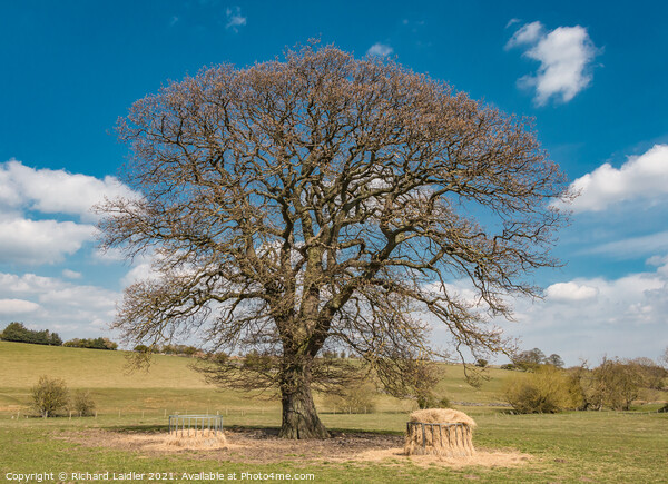Spring Oak at Hutton Magna, Teesdale Picture Board by Richard Laidler