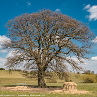 Buy canvas prints of Spring Oak at Hutton Magna, Teesdale by Richard Laidler