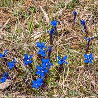 Buy canvas prints of Teesdale Spring Gentian Flowers by Richard Laidler