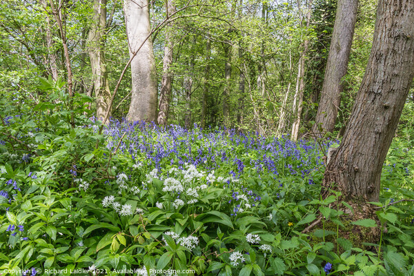 Woodland Wild Garlic and Bluebells Picture Board by Richard Laidler