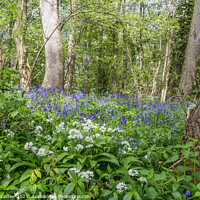 Buy canvas prints of Woodland Wild Garlic and Bluebells by Richard Laidler