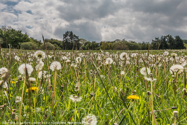 Dandelion Time Picture Board by Richard Laidler