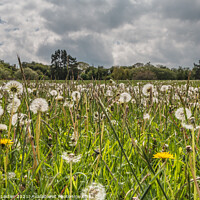 Buy canvas prints of Dandelion Time by Richard Laidler