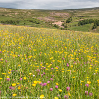 Buy canvas prints of Flowering Hay Meadow at Club Gill  by Richard Laidler