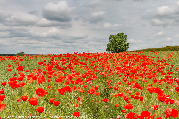 Field Poppies at West Middleton Jun 2021 Picture Board by Richard Laidler
